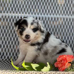 Scottish Terrier and Toy Australian Shepherd Puppies from Pecan Creek