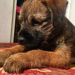 Border Terriers and Labrador Retrievers from Winterwind Labradors and Border Terriers