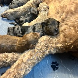 Espresso - Blue merle male Aussiedoodle puppy in High Point, North Carolina from Kingsfield Doodles