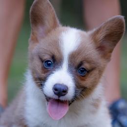 American Corgis, Australian Cattle Dogs, and Pembroke Welsh Corgis from Say When Corgi Co.