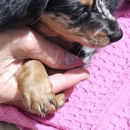 Dachshund Puppies from Angelic Doxies