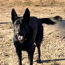 Colt - German Shepherd