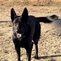 Colt - German Shepherd