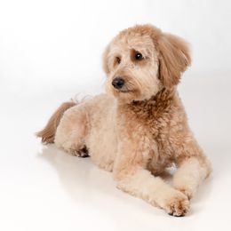 Zella - Goldendoodle