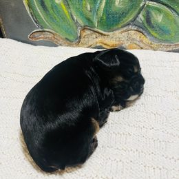 Cocker Spaniel Puppies from 4D