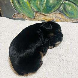 Cocker Spaniel Puppies from 4D