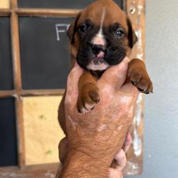Boy 3 - Fawn male Boxer puppy in Rochester, Washington from Holly's Boxers of Rochester