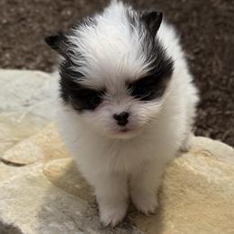 Pomeranians from POM POM LOVE