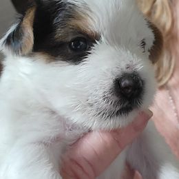 West Highland White Terrier and Yorkshire Terrier Puppies from Debra Burnett