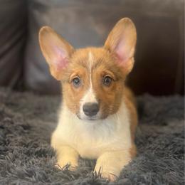 KM M4 - Sable male Pembroke Welsh Corgi puppy in Stockton, Iowa from Infinity Corgis