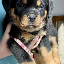 Girl 2 - Black and mahogany female Rottweiler puppy in Wisdom, Montana from WeisheitHaus Rottweilers