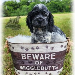 Cruise - Blue roan and tan male Cocker Spaniel puppy in Tecumseh, Oklahoma from Gambill's Cocker Spaniel Cuties