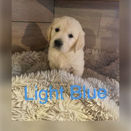 Light blue - Golden Retriever puppy in Linden, Michigan from High Society Farm