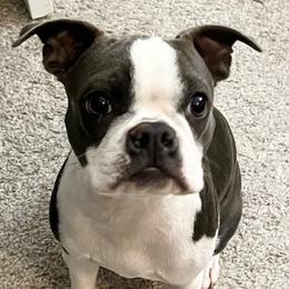 Denim - Boston Terrier