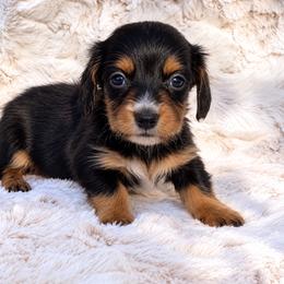 Honey - Black and tan female Dachshund puppy in Farmington, Missouri from Eva Leas Pups