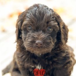 Aussiedoodle, Bernedoodle, Cockapoo, and Goldendoodle Puppies from Puppy Love Doodles