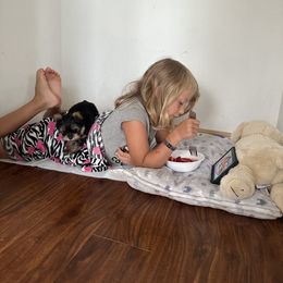 Yorkshire Terrier Puppies from North Idaho Yorkies