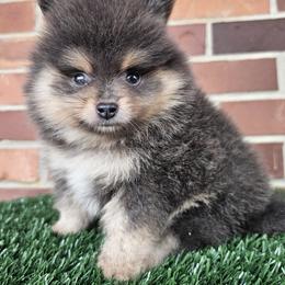Pomeranian Puppies from Imperial Pomeranians