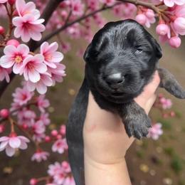 Hydra - Bi-color female German Shepherd puppy in Oakland, Oregon from VHM German Shepherds