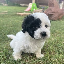 White and Black Parti Female - Black and white female Havanese puppy in Monahans, Texas from Homeward Havanese, LLC