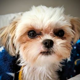 Evie - Shorkie