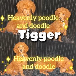 Tiger - Red  male Poodle puppy in Lancaster, California from Heavenly poodle and doodle