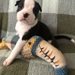 Tay - Black female American Staffordshire Terrier puppy in Byron, Georgia from Lelani