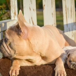 French Bulldog Puppies from ImAgem Frenchies