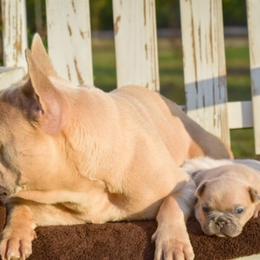 French Bulldog Puppies from ImAgem Frenchies