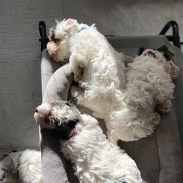 Sealyham Terrier Puppies from Alibi Sealyham Terriers
