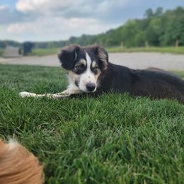 Boy 4 - Australian Shepherd puppy in Crooksville, Ohio from VanHorn Australian Shepherds