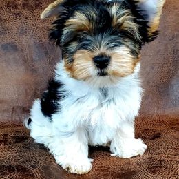 Yorkshire Terrier Puppies from Pixieland Yorkshire Terriers