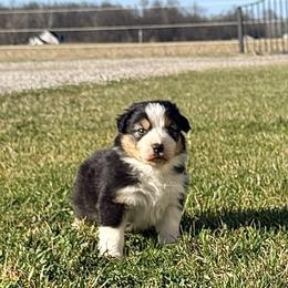 Mayo (Purple collar) - Black tri-color male Australian Shepherd puppy in Ashland, Ohio from SS Australian Shepherds