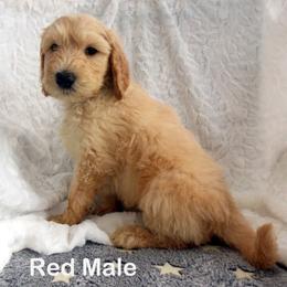 Goldendoodle Puppies from Shelby Doodles