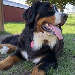 Duke  - Bernese Mountain Dog