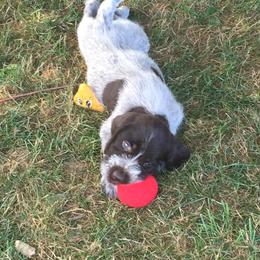 German Wirehaired Pointer and Pudelpointer Puppies from Ripsnorter Kennels