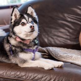 Hero Suki - Silver and white male Pomsky puppy in Spring City, Pennsylvania from Pomsky Power Puppies
