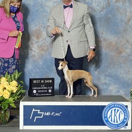 DeeDee - Italian Greyhound