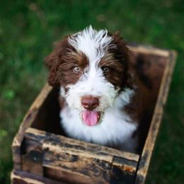 Aussiedoodle and Bernedoodle Puppies from VESBACH DOODLE VALLEY FARMS