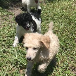 Poodle Puppies from Southern Standards