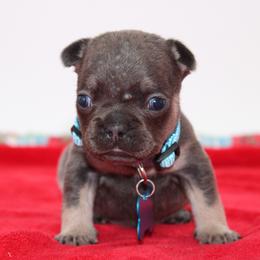 Selena - Blue female French Bulldog puppy in San Diego, California from Forbes List Frenchies