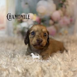 Chamomile - Cream female Dachshund puppy in Rainier, Oregon from Doxies in Wonderland