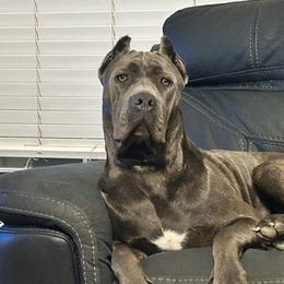 Reign - Cane Corso