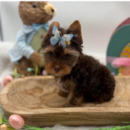Luka - Chocolate and tan male Yorkshire Terrier puppy in Benton, Illinois from Furry Tailz Yorkies