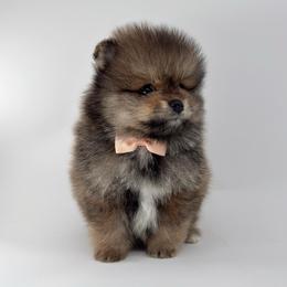 Sailor - Orange sable male Pomeranian puppy in California from Petite Poms Of CA