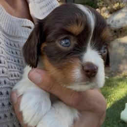GENEVIEVE - Chocolate female Cavalier King Charles Spaniel puppy in Draper, Utah from Peaks Pups — Exceptional by Nature. Raised with Purpose.