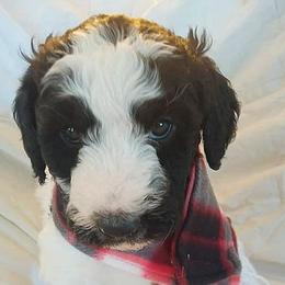 Aussiedoodles from Adorable Aussiedoodles