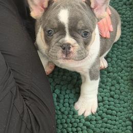 Sabrina - Blue fawn female French Bulldog puppy in Gastonia, North Carolina from BZB Frenchies, Griffs & Long hair Chihuahuas