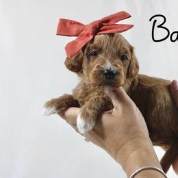 Baileys - Red  female Goldendoodle puppy in Casa Grande, Arizona from AzDoodle Dandies