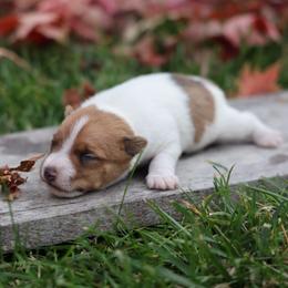 Lefty - Tan and white male Jack Russell Terrier puppy in West Bend, Iowa from Blue Skies Terriers